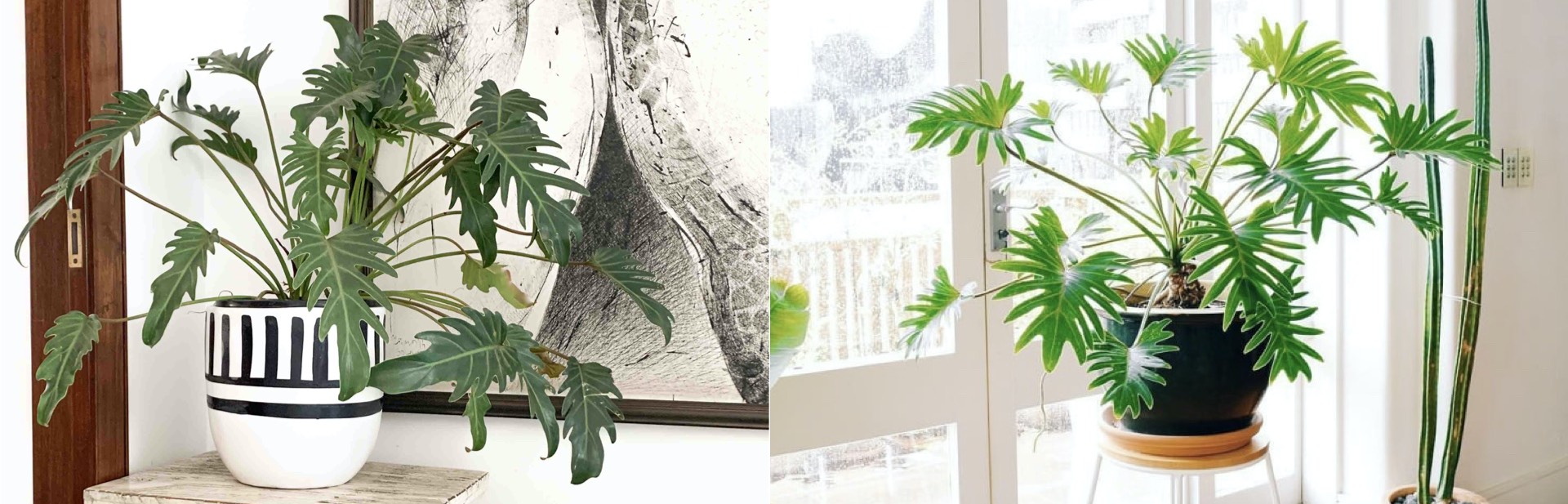 Amazonia Xanadu Plant Care Cocojungle