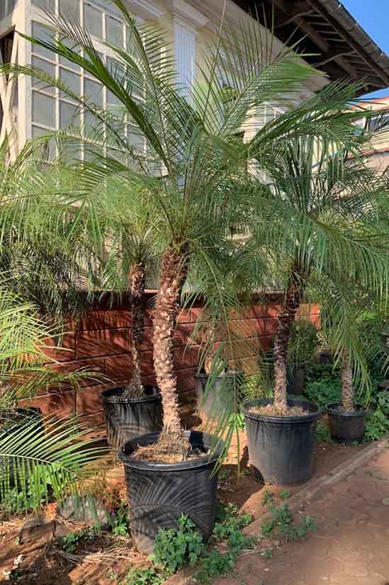 Phoenix Palm XL
