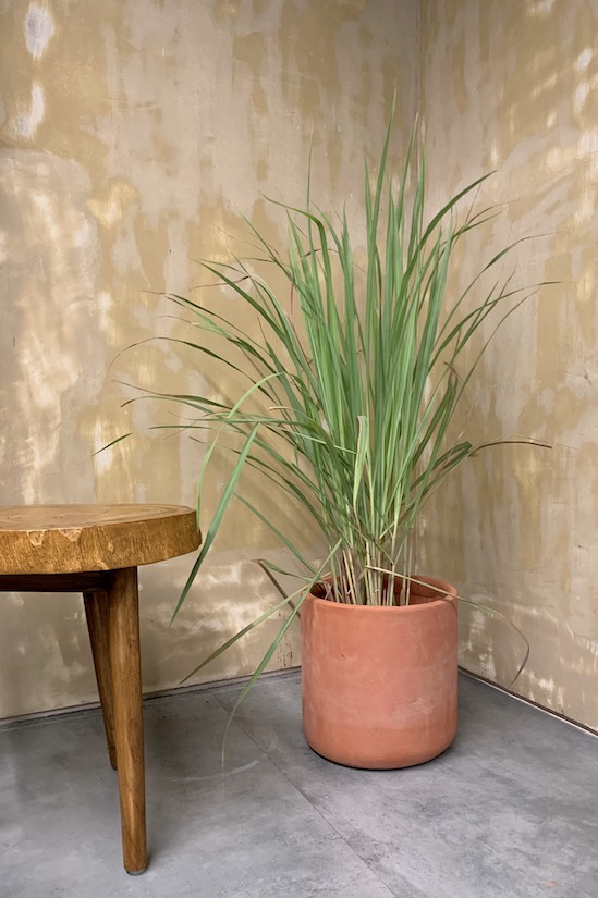Kochi Lemongrass