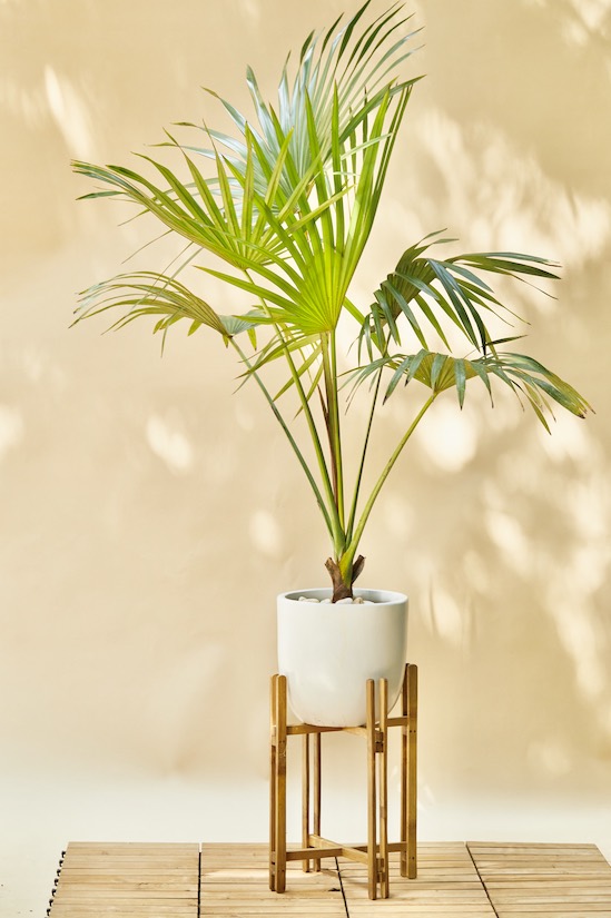Peperomia