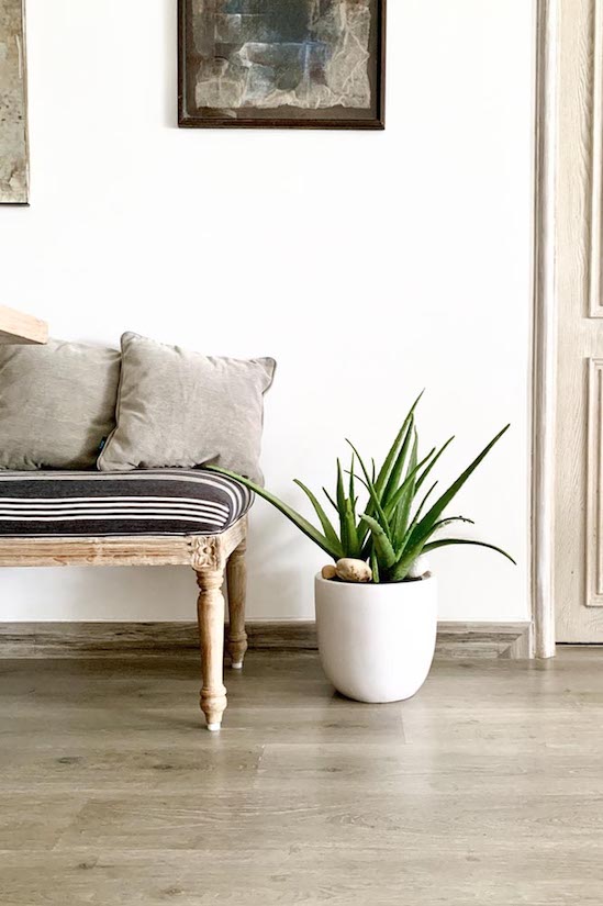 Arabian Aloe