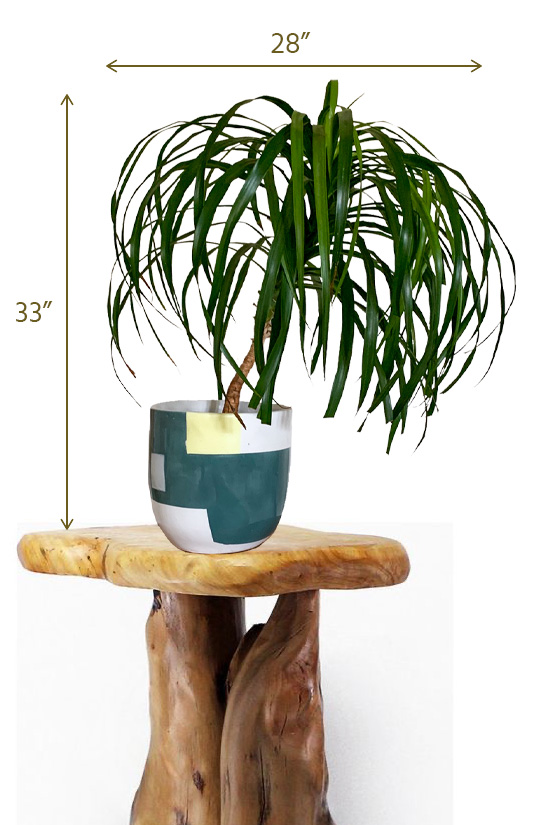 Philodendron