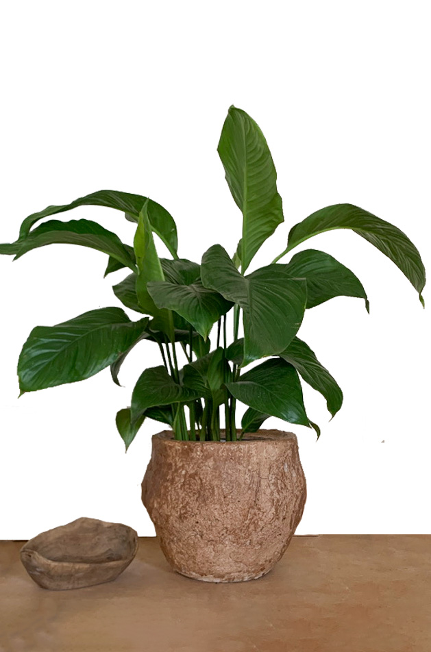 Monstera
