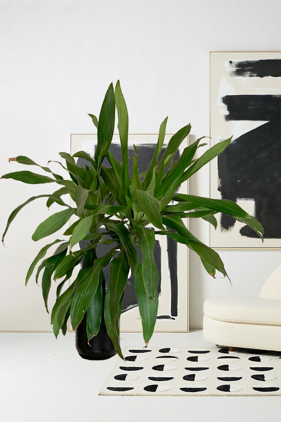Lilies