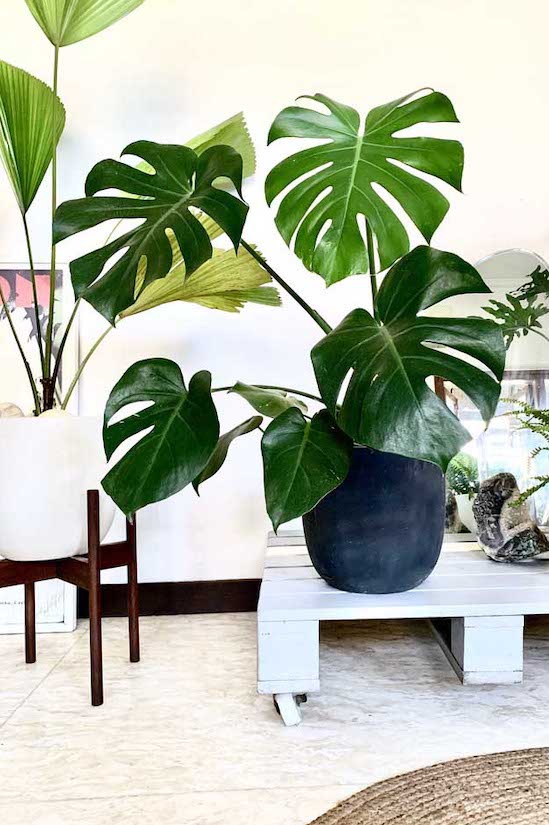 Acapulco Monstera