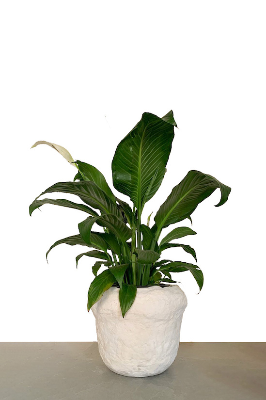 Peace Lily