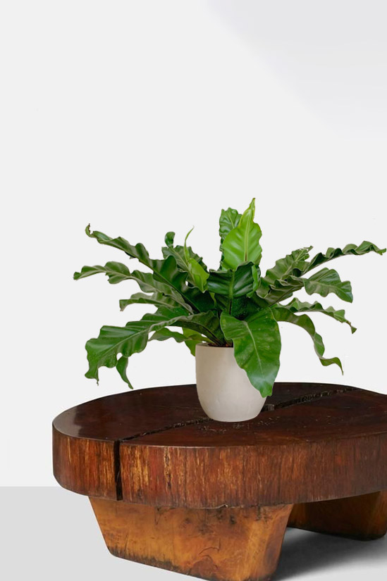 Papua Nest Fern