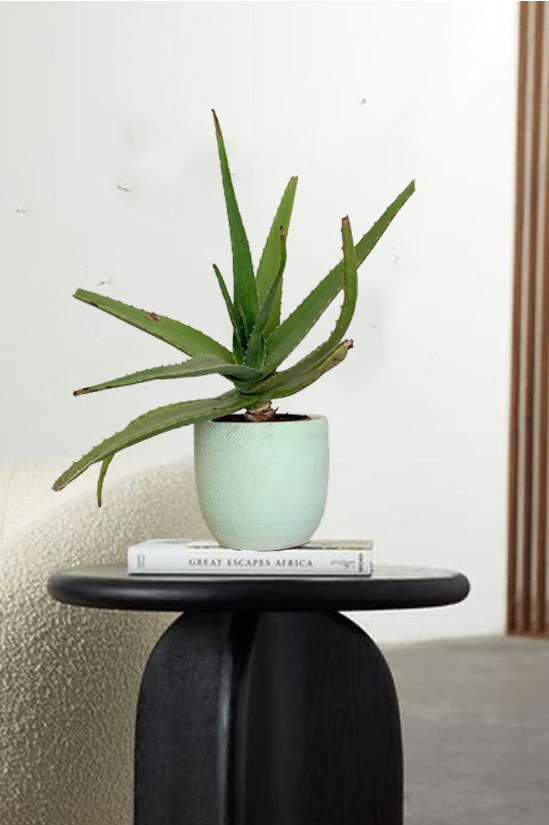 Aqua Aloe