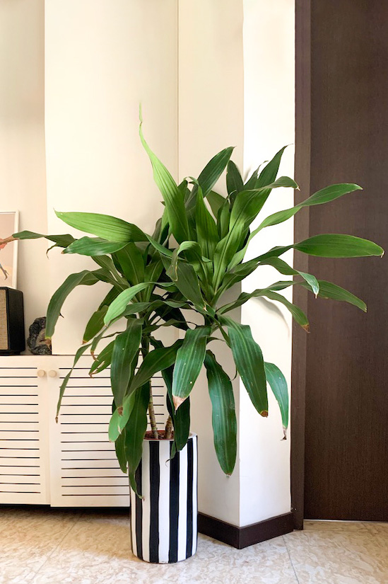 Dracaena Congo