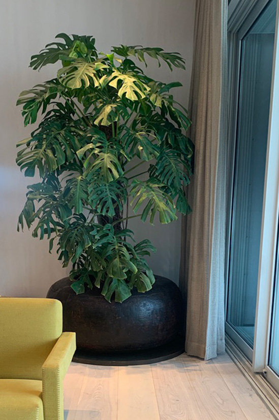 Monstera Cielo