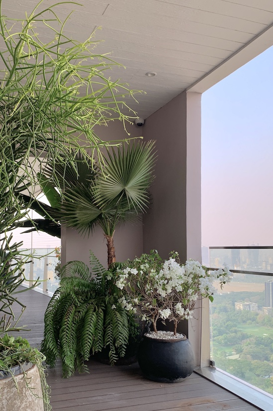 Washingtonia Palm