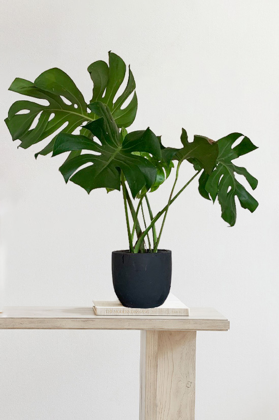 Zamia