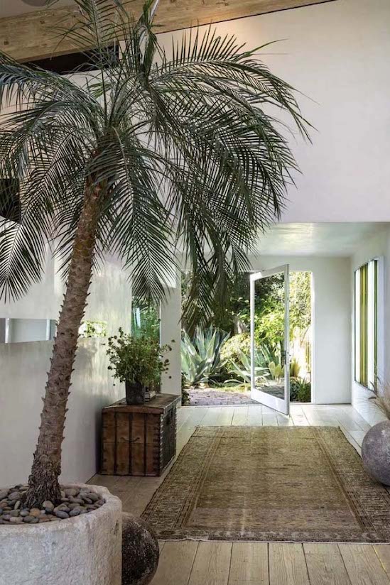 Phoenix Palm XL