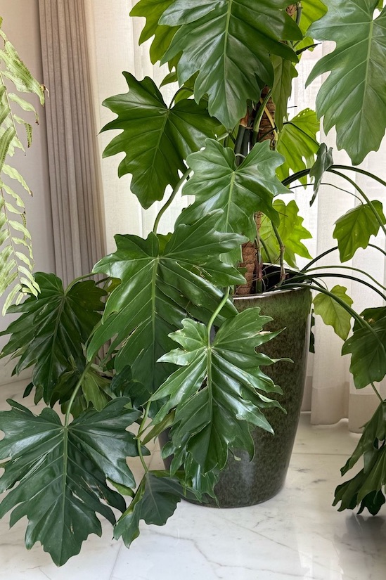 Philodendron Climber