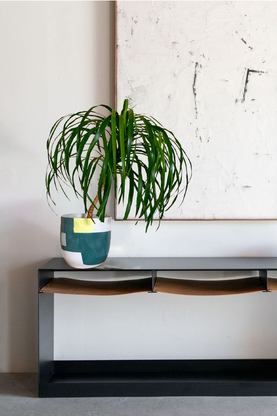 Philodendron