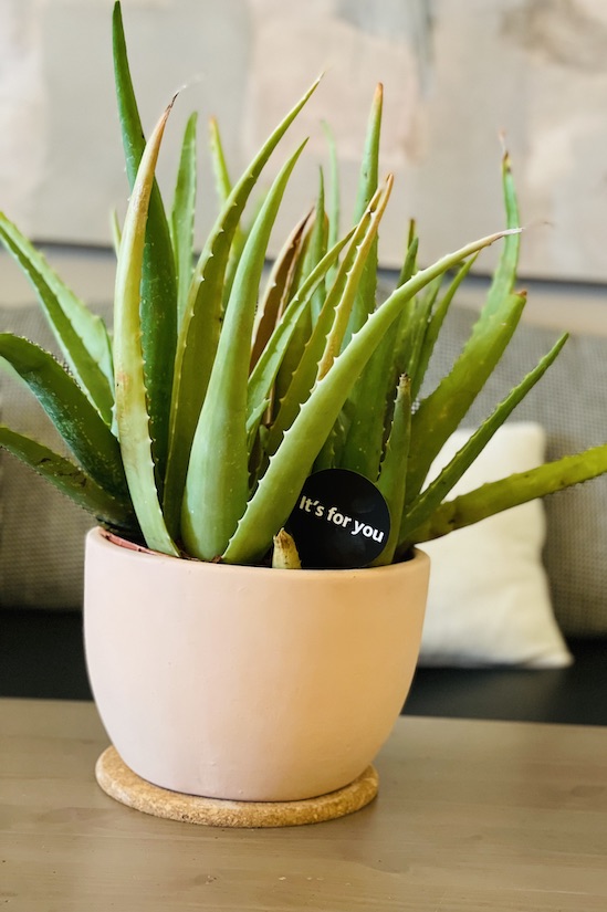 Juicy aloe