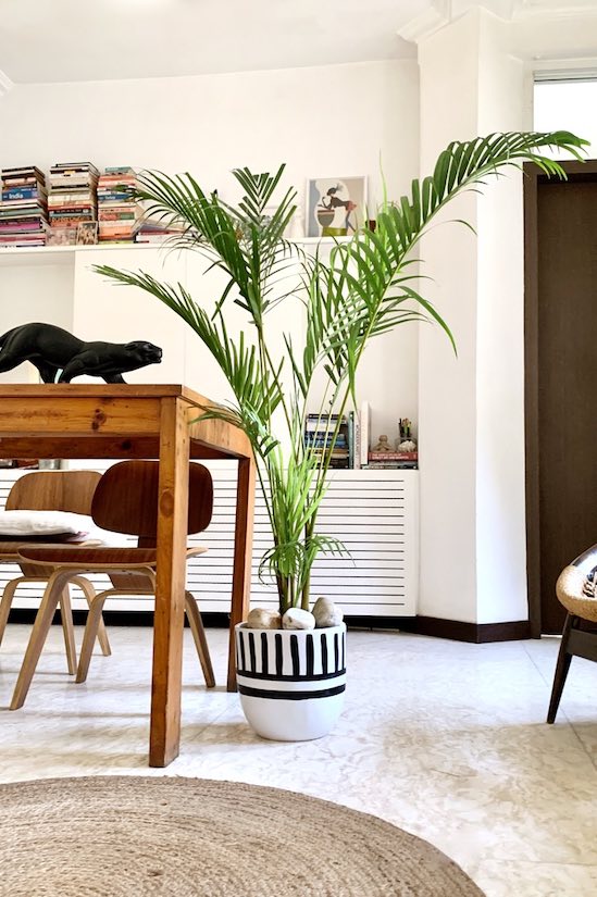 Martinique Cane Palm