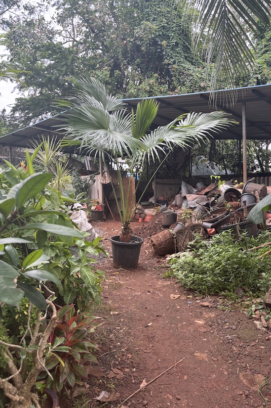 Java Fan Palm