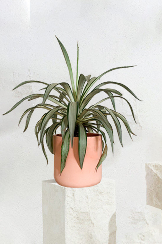 Agave Americana