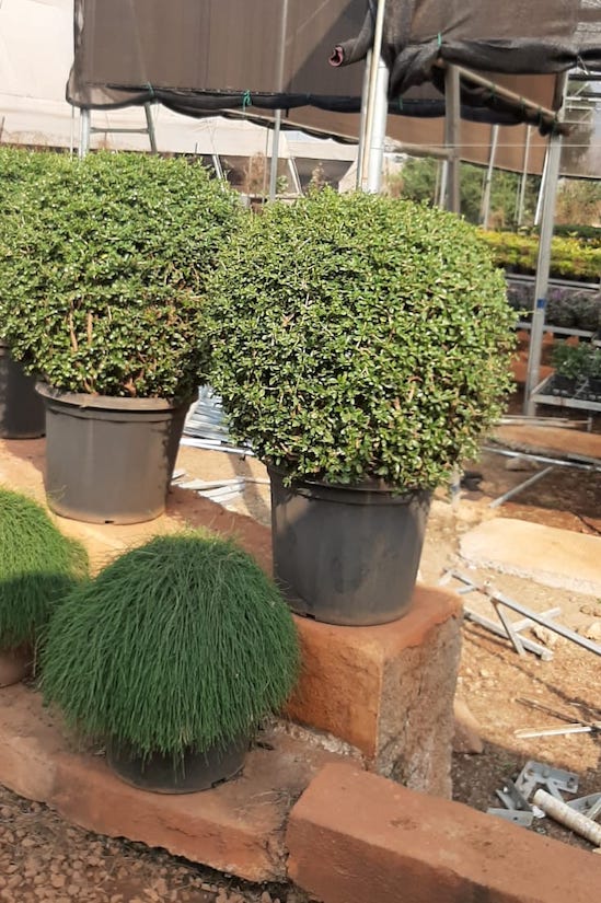 Malphigia Balls