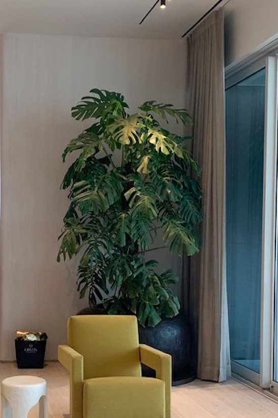 Monstera Cielo