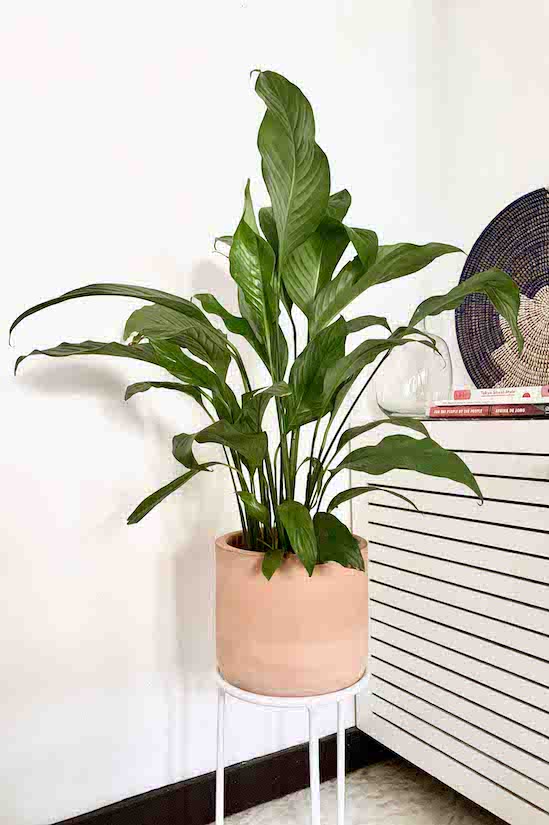 Ficus Retusa