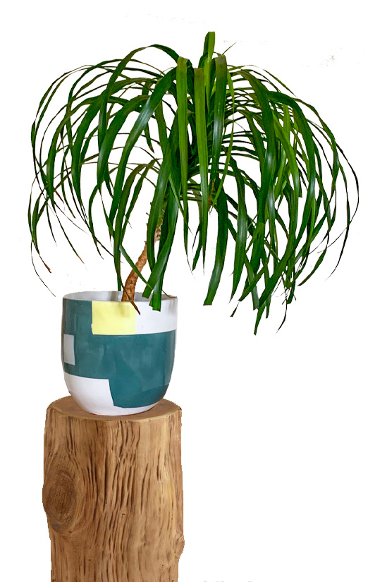 Philodendron