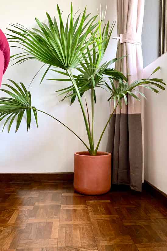 Java Fan Palm