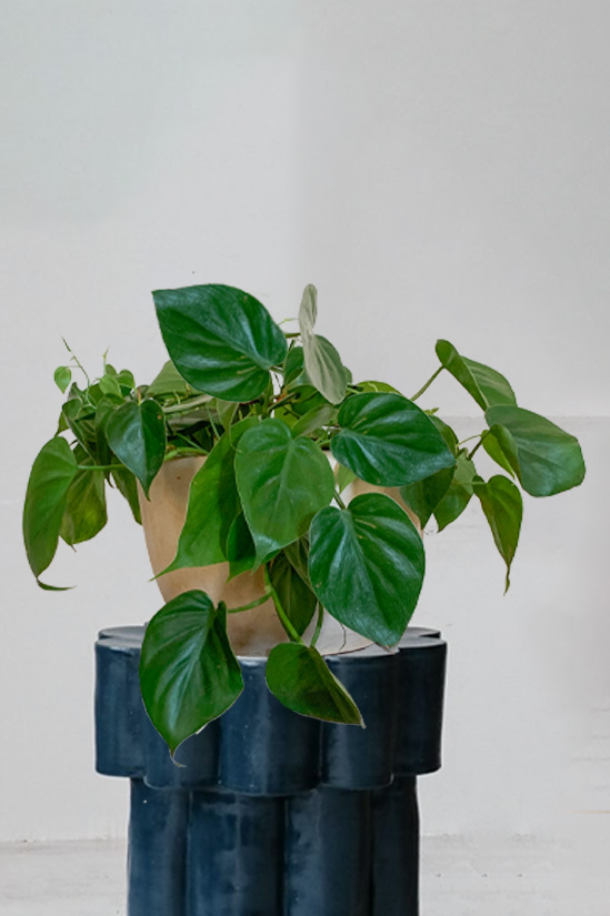 Sumatra
