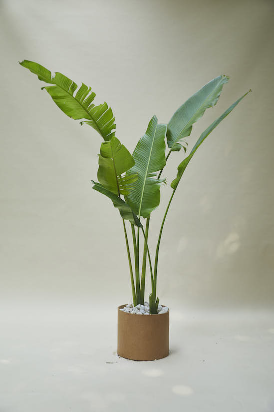 Pedilanthus potted