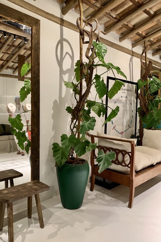 Philodendron Climber