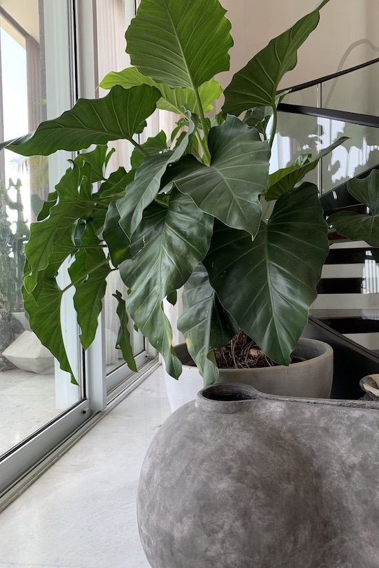 Big heart philodendron