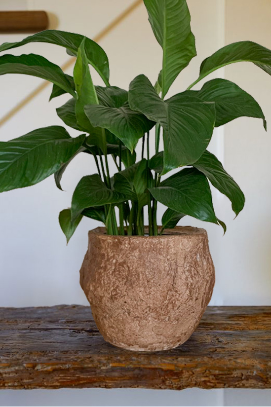Monstera