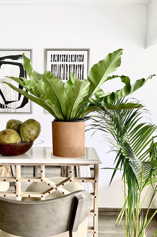 Papua Nest Fern