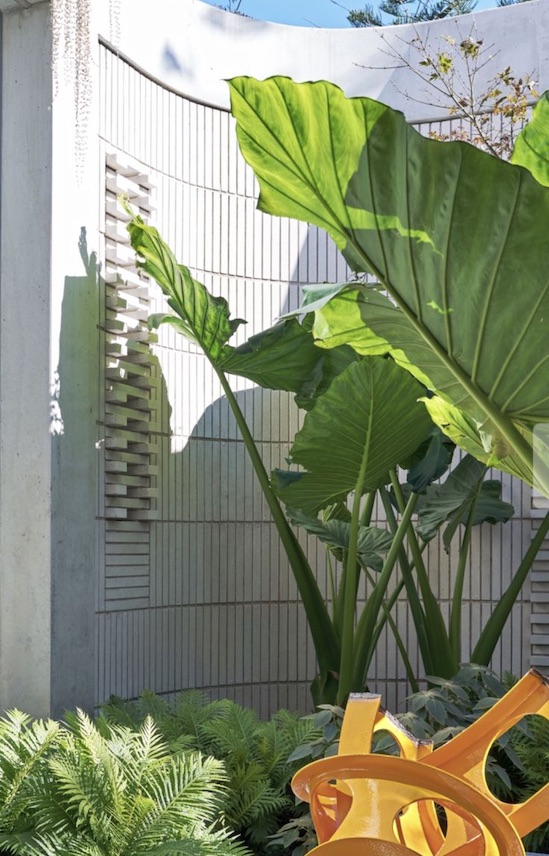 Alocasia