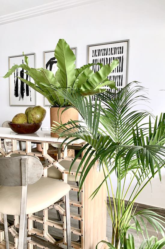 Papua Nest Fern