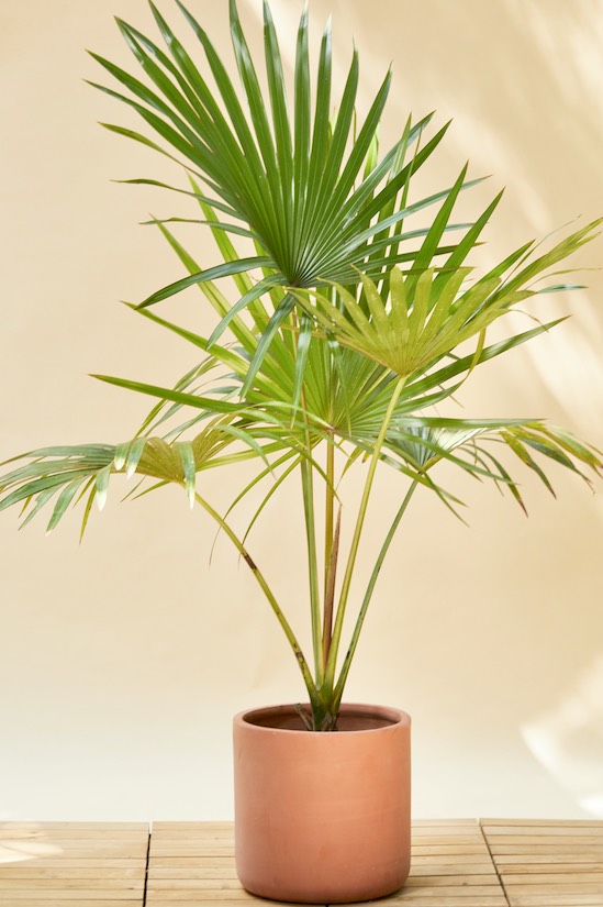 Java Fan Palm