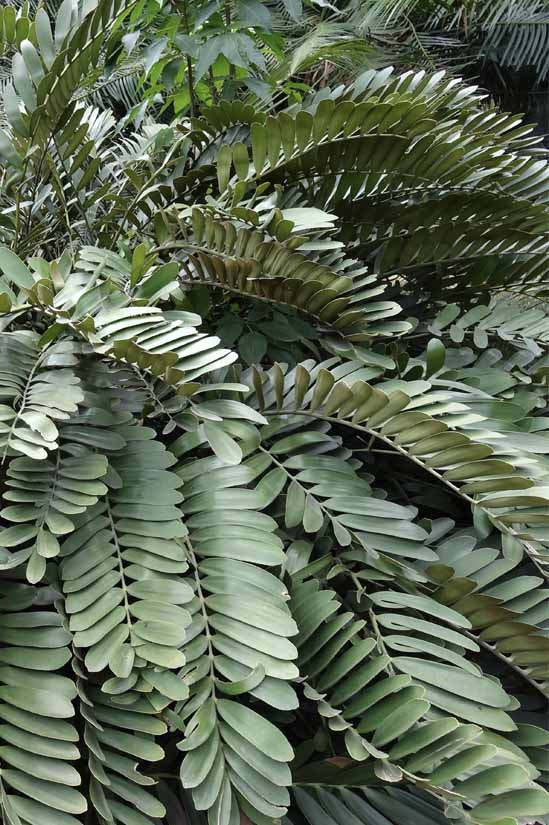 Grassy Cycad