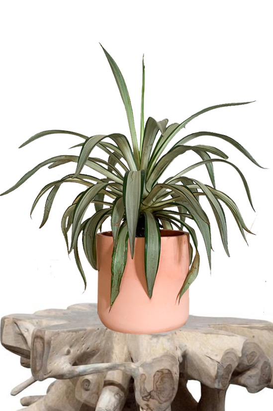 Agave Americana