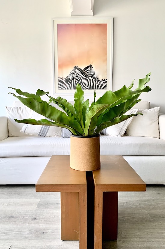 Philodendron Mexicano