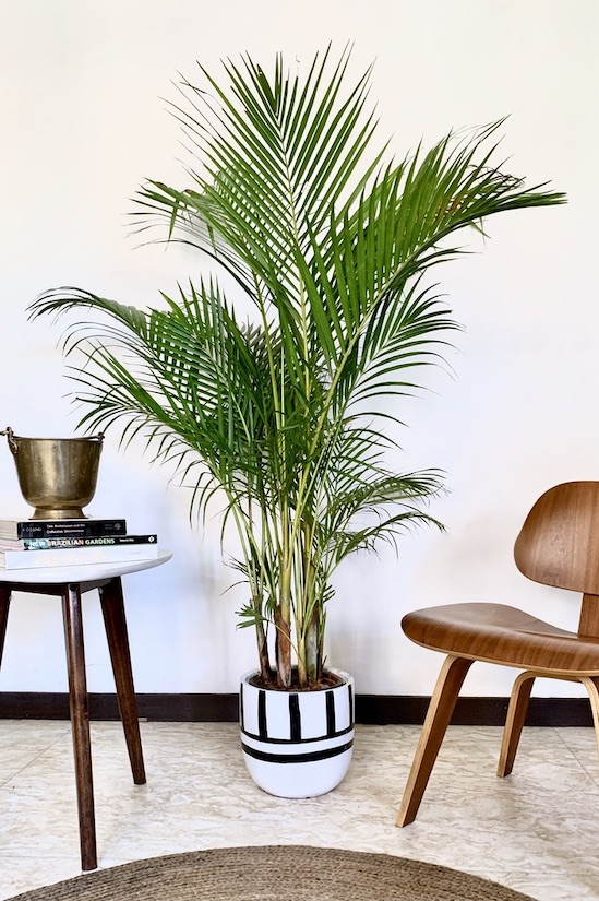 Martinique Cane Palm