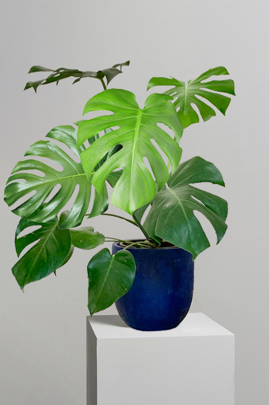 Jungle Queen