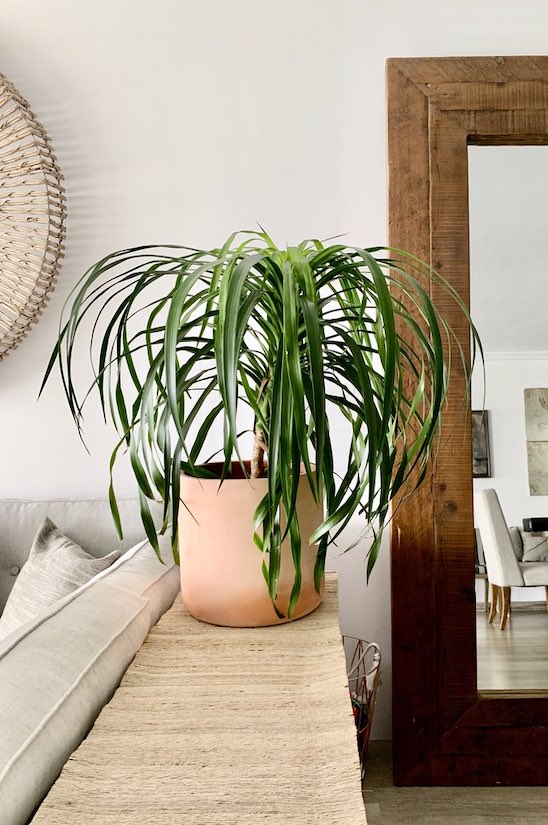 Belize fern