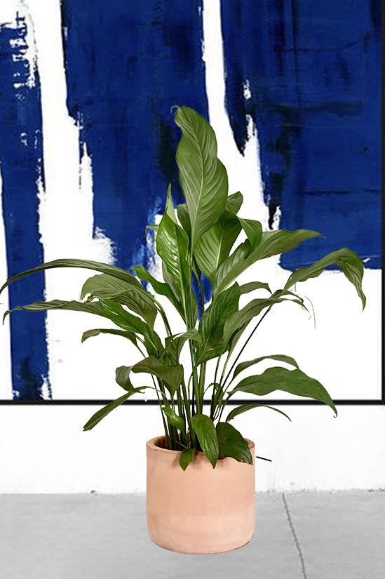 Ficus Retusa