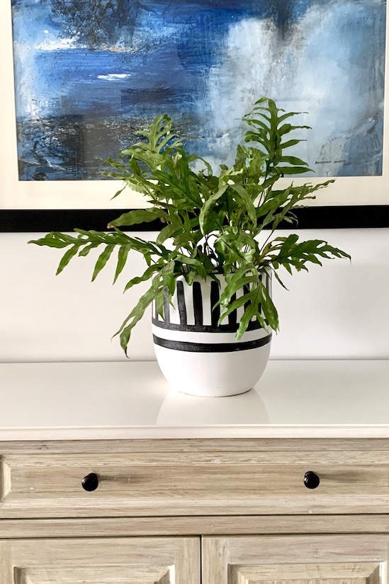 Yucca
