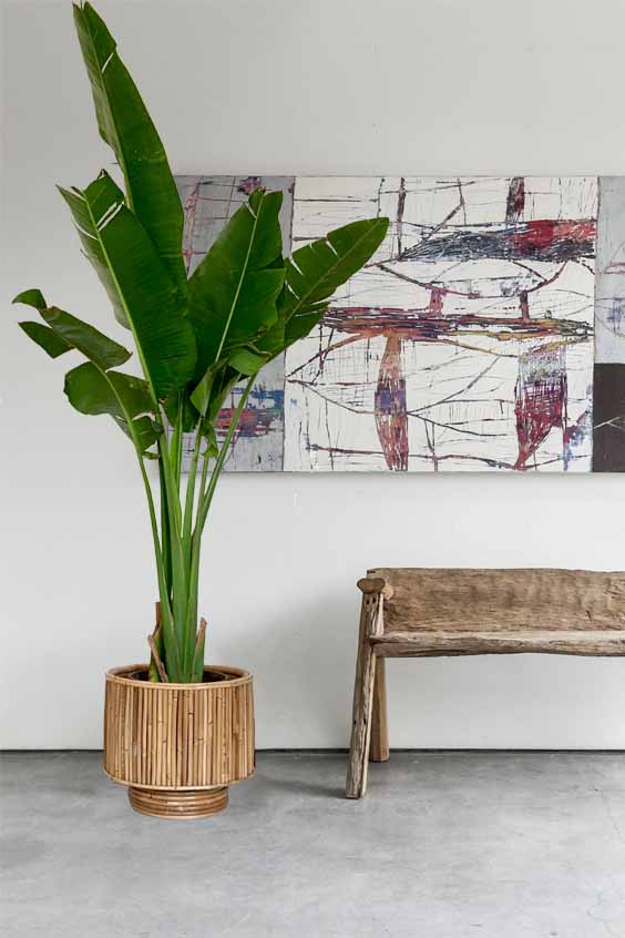 Pedilanthus potted