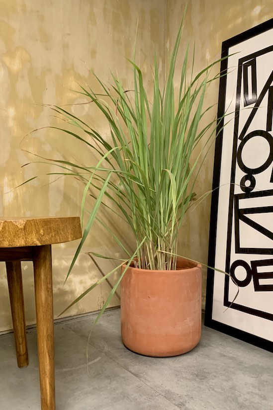Kochi Lemongrass