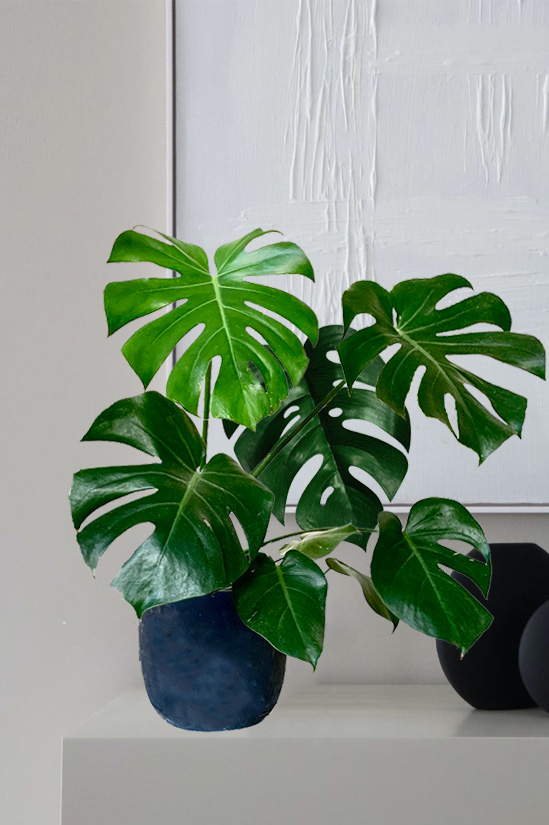 Acapulco Monstera