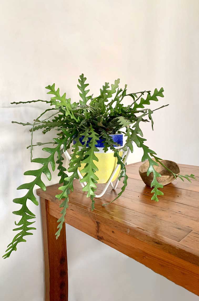 Escondido Fishbone Cactus