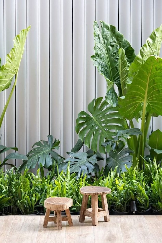 Alocasia